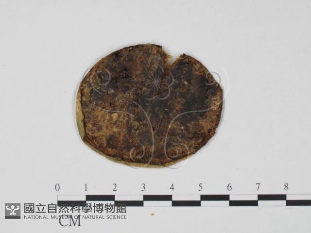 登錄號:F0012274藏品圖，第1張