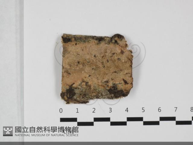 登錄號:F0032274藏品圖，第1張