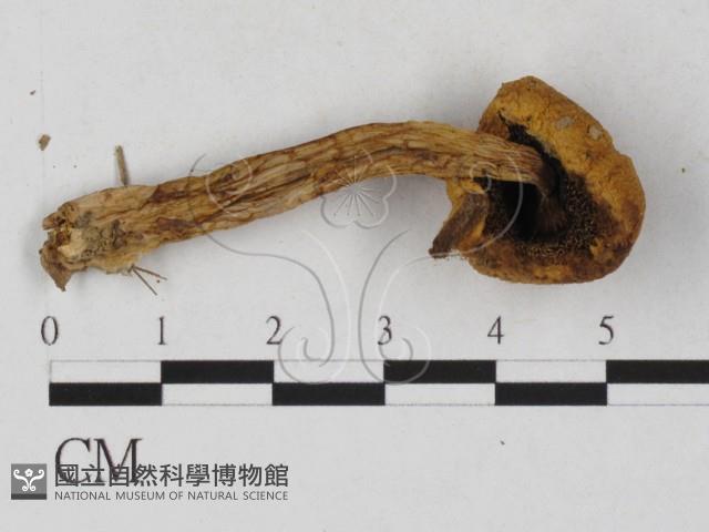 登錄號:F0027274藏品圖，第1張