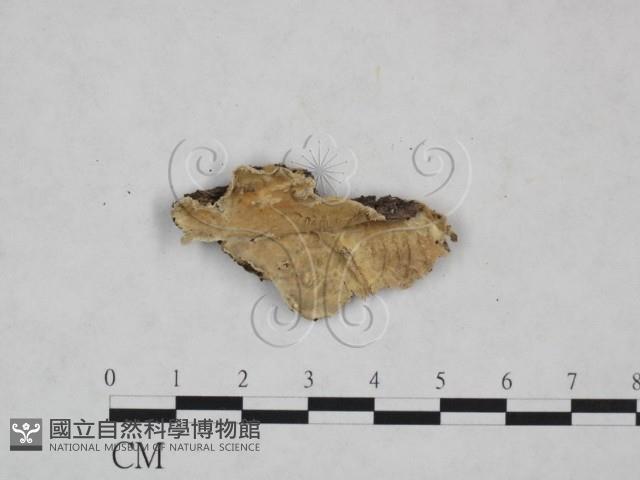 登錄號:F0025274藏品圖，第1張