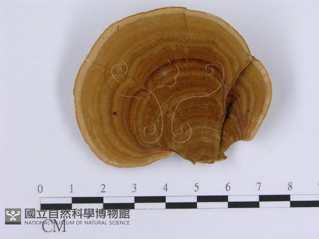 蠔韌革菌藏品圖，第1張