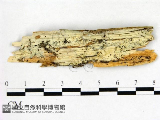 登錄號:F0015274藏品圖，第1張