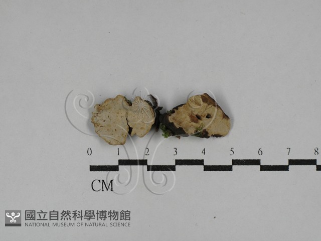 登錄號:F0029274藏品圖，第1張