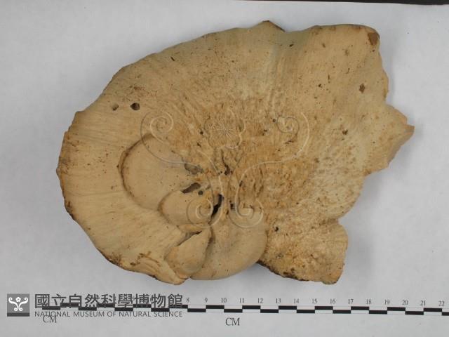 登錄號:F0023274藏品圖，第1張