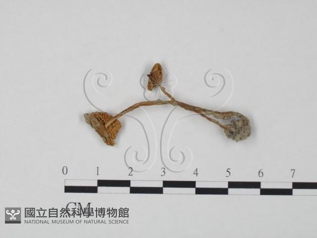 登錄號:F0013274藏品圖，第1張