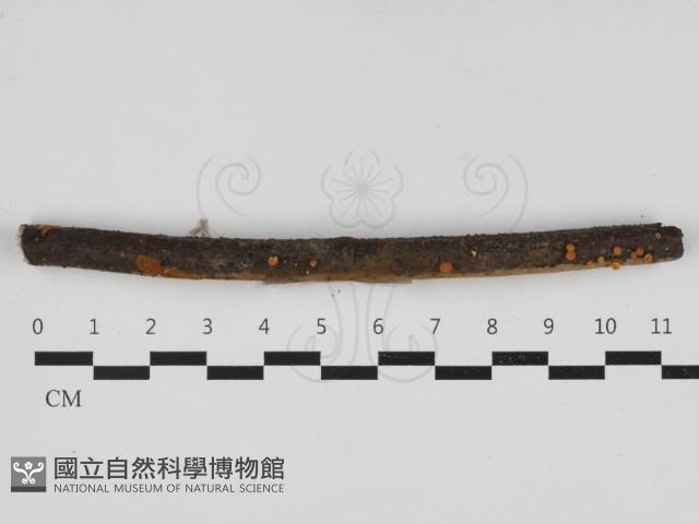 登錄號:F0033274藏品圖，第1張