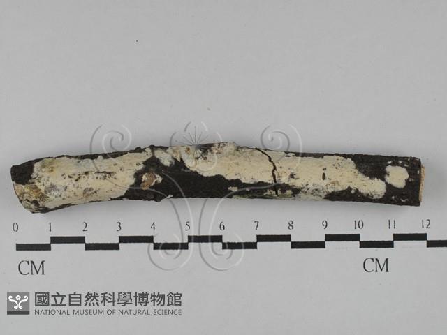 登錄號:F0028874藏品圖，第1張