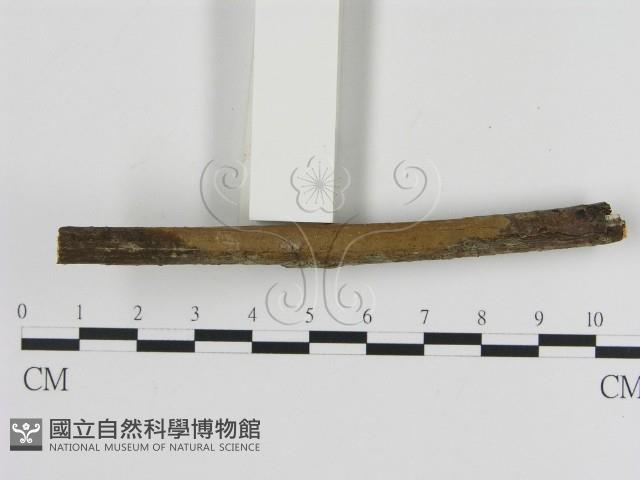 刺革菌屬藏品圖，第1張