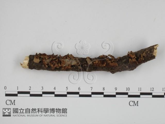 登錄號:F0010874藏品圖，第1張