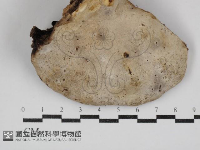 登錄號:F0030874藏品圖，第1張