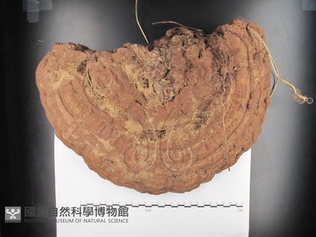 登錄號:F0026874藏品圖，第1張