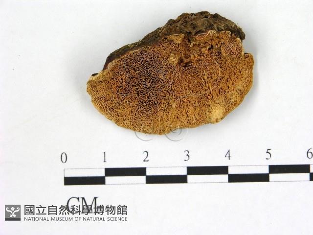 登錄號:F0006874藏品圖，第1張