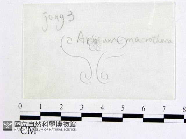 登錄號:F0016874藏品圖，第1張