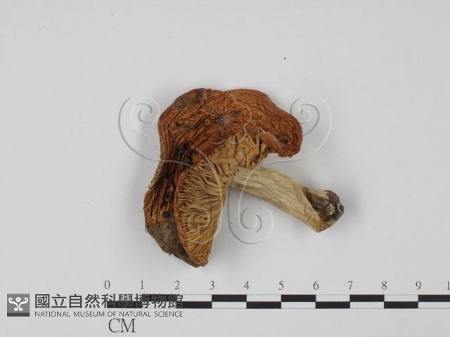 紅菇屬藏品圖，第1張