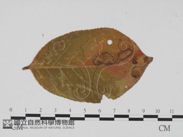 登錄號:F0011874藏品圖，第1張