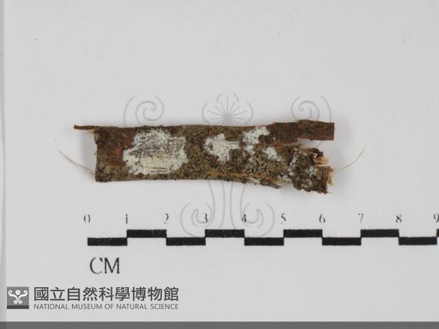 登錄號:F0031874藏品圖，第1張