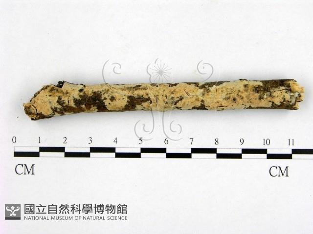 顯絲菌屬藏品圖，第1張