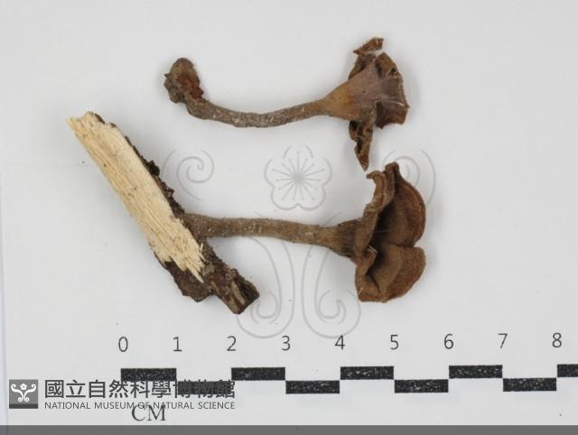 登錄號:F0034874藏品圖，第1張