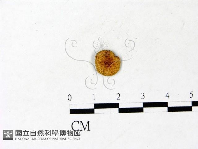 登錄號:F0022874藏品圖，第1張