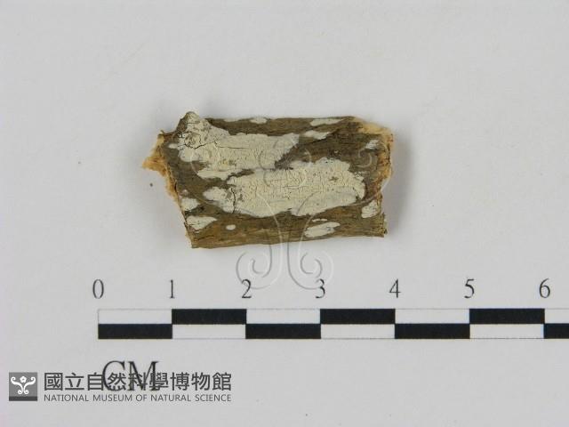 冇骨消絲齒菌藏品圖，第1張