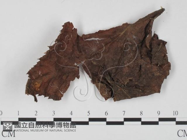 登錄號:F0012874藏品圖，第1張