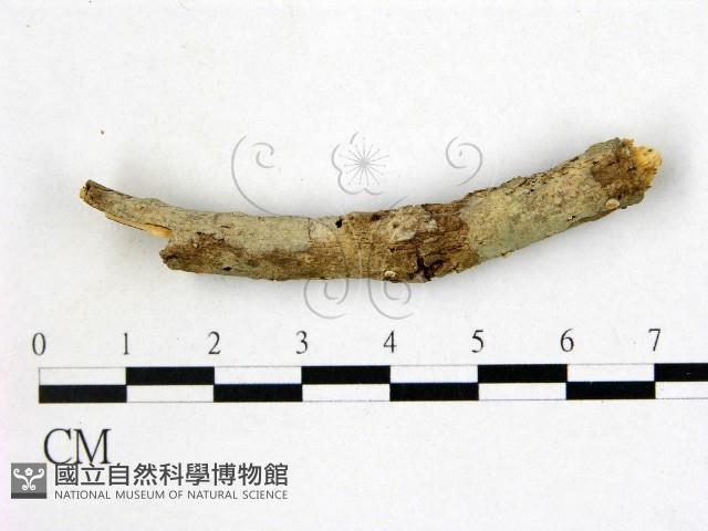 登錄號:F0007874藏品圖，第1張