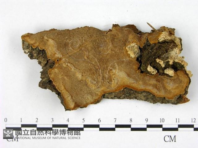 登錄號:F0005874藏品圖，第1張