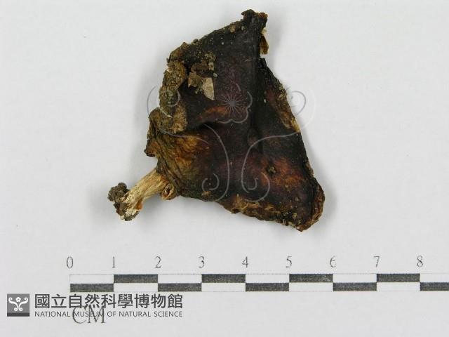紅菇屬藏品圖，第1張