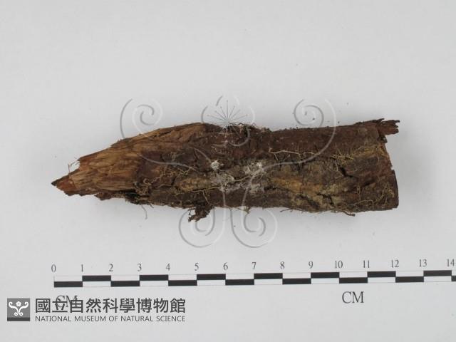 登錄號:F0009874藏品圖，第1張