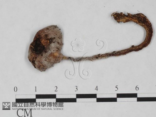 傘菌屬藏品圖，第1張