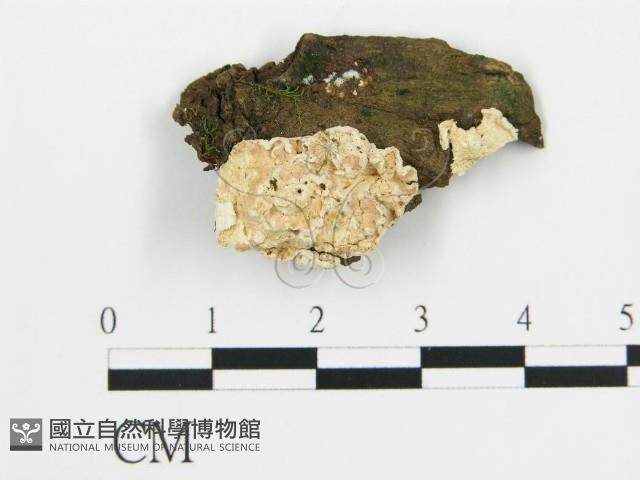 登錄號:F0003874藏品圖，第1張