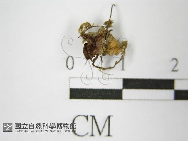 登錄號:F0013874藏品圖，第1張