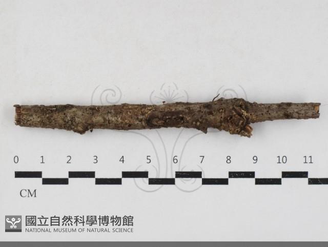 登錄號:F0033874藏品圖，第1張