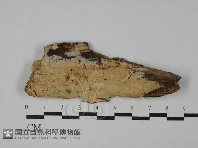 絲齒菌屬藏品圖，第1張