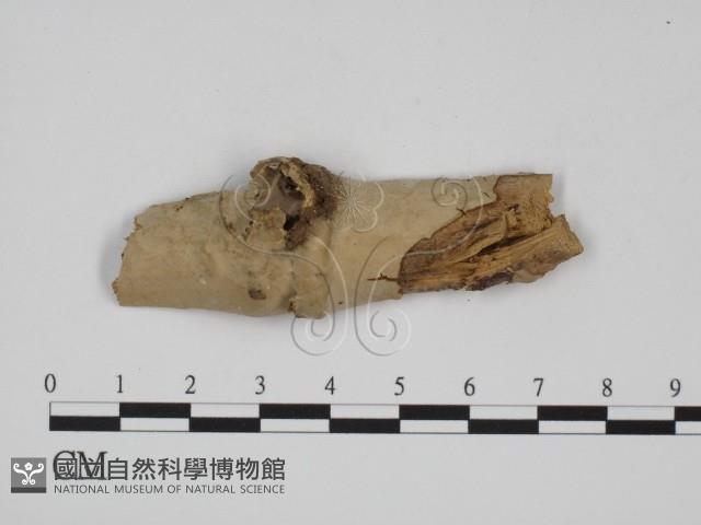 登錄號:F0008974藏品圖，第1張