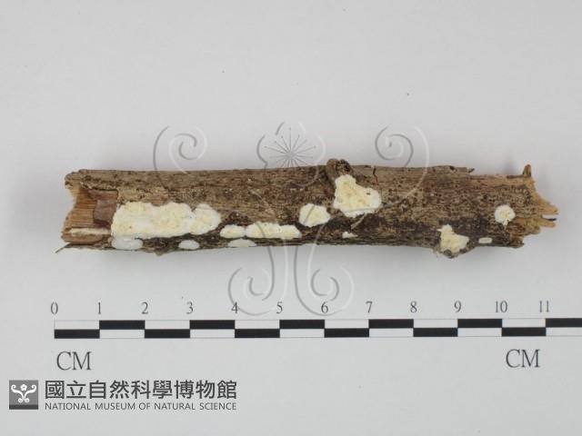 登錄號:F0020974藏品圖，第1張