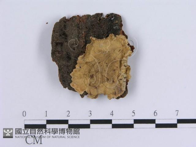 登錄號:F0000974藏品圖，第1張