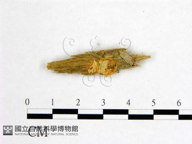 花耳屬藏品圖，第1張