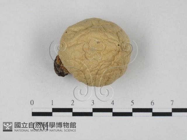 登錄號:F0021974藏品圖，第1張