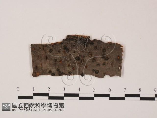 登錄號:F0011974藏品圖，第1張