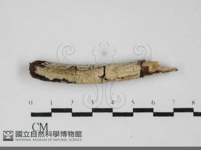 登錄號:F0031974藏品圖，第1張