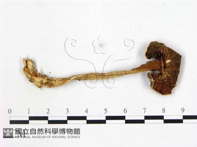 鵝膏屬藏品圖，第1張