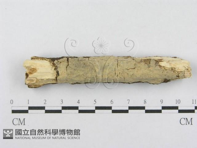 射脈菌屬藏品圖，第1張