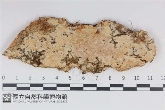 登錄號:F0034974藏品圖，第1張