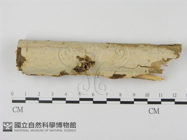 登錄號:F0002974藏品圖，第1張