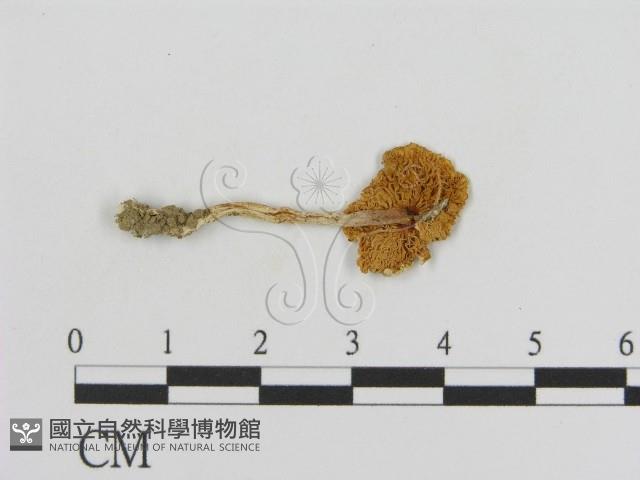 登錄號:F0012974藏品圖，第1張