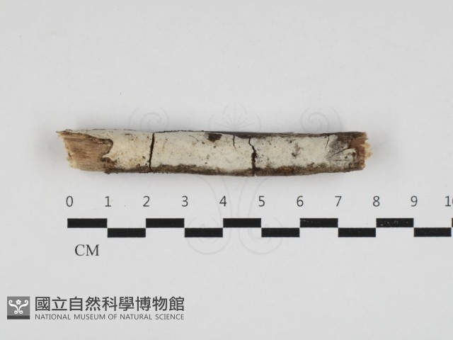絲皮菌屬藏品圖，第1張