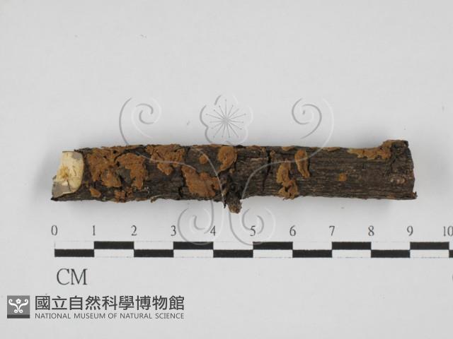 刺革菌屬藏品圖，第1張