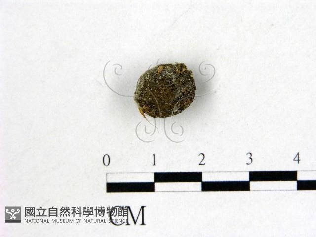 登錄號:F0007974藏品圖，第1張