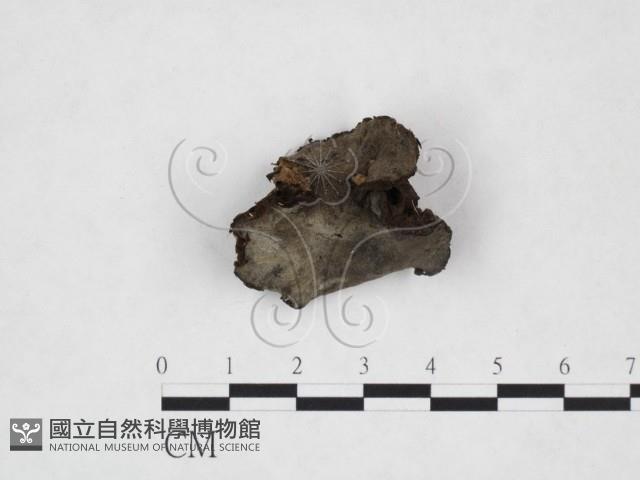 登錄號:F0017974藏品圖，第1張